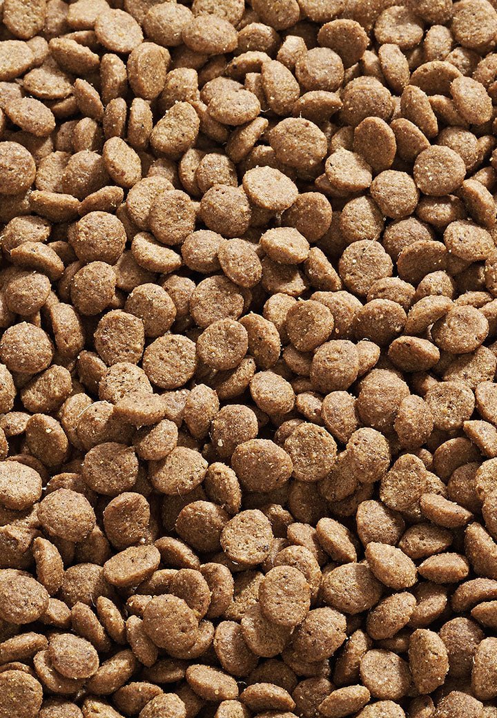 Cat Canard - Vet Concept