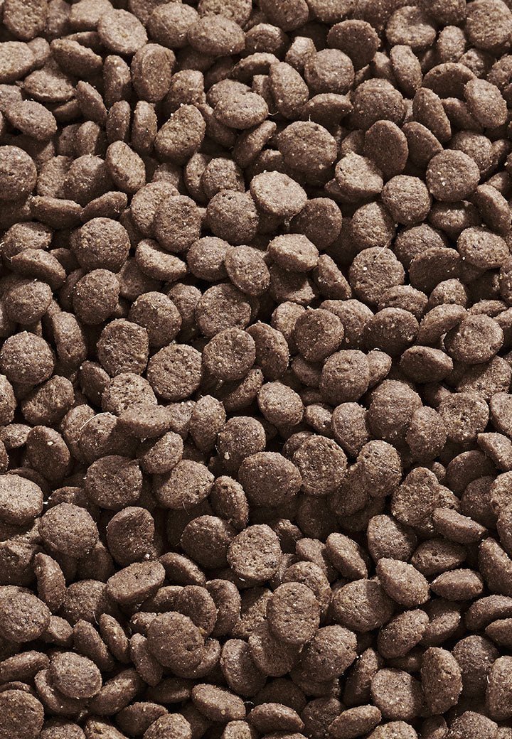 Cat Intestinal - Vet Concept