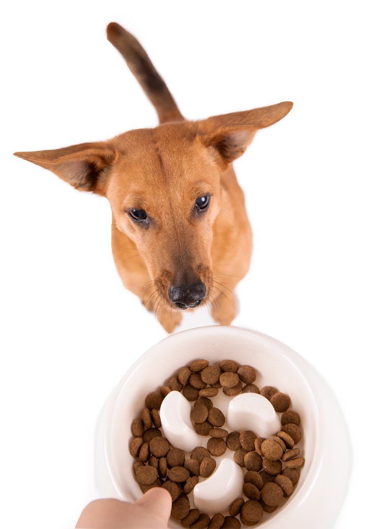 Vet-Concept Ahmimisenestokuppi - Vet Concept