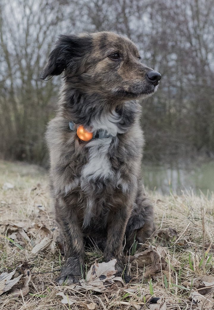 Vet-Concept huomiovalo - Vet Concept