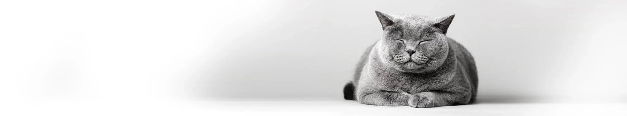 Specialdiet för kattens mage och tarmar - Vet Concept