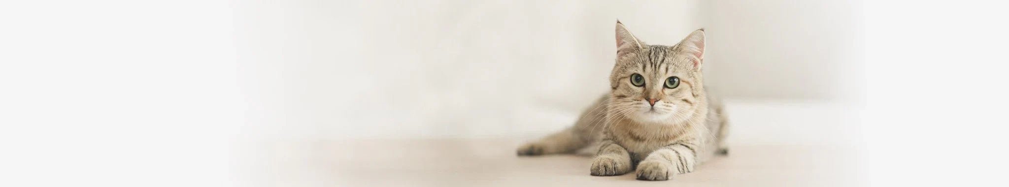 Torrfoder för kattungar - Vet Concept