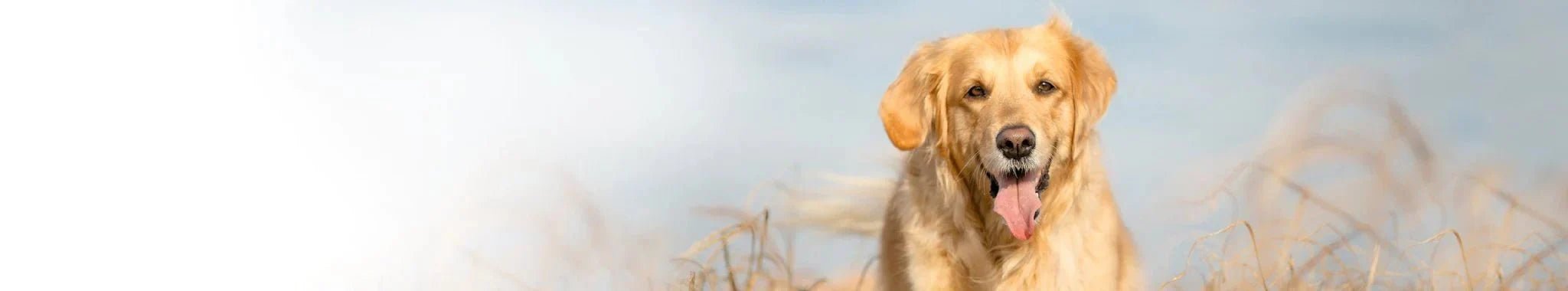 Utvalda proteiner för hundar - Buffel - Vet Concept