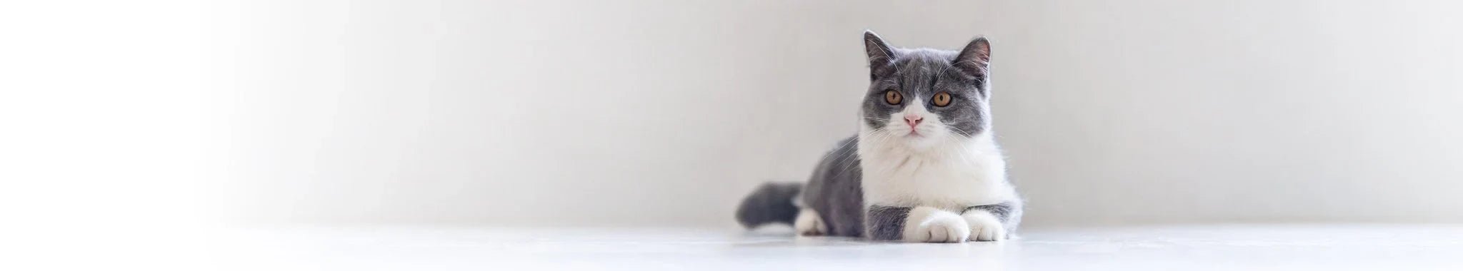 Våtfoder för seniorkatter - Vet Concept