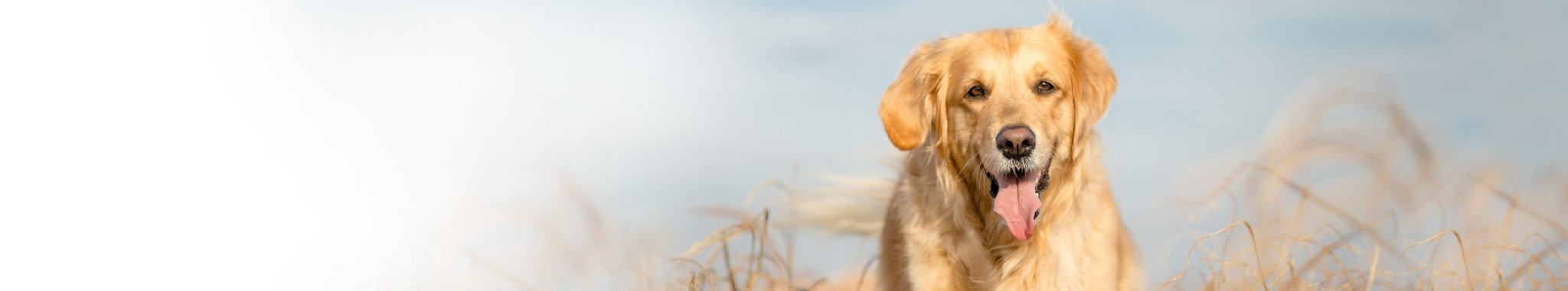 Valikoidut proteiinit koiralle - Ankka | Vet Concept